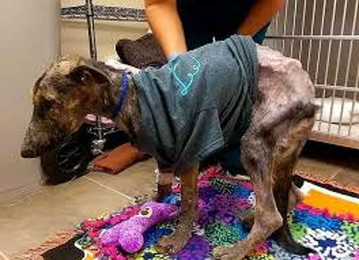 Video Dog thrown over fence at Tomball animal rescue shelter