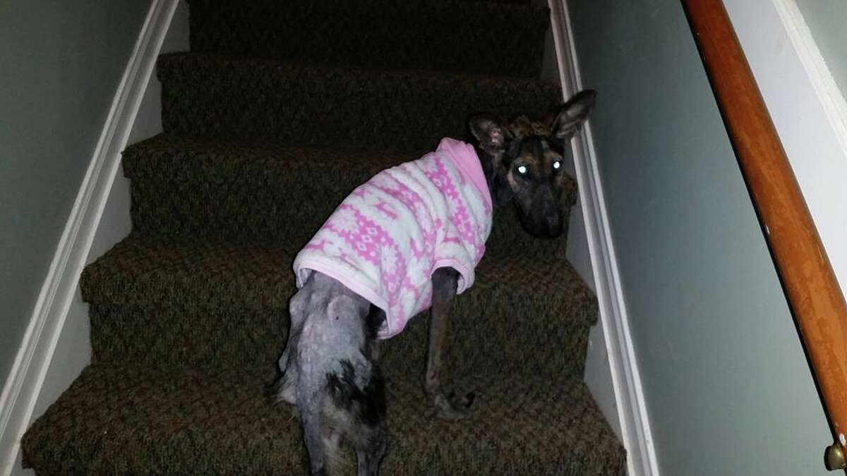 Video Dog thrown over fence at Tomball animal rescue shelter