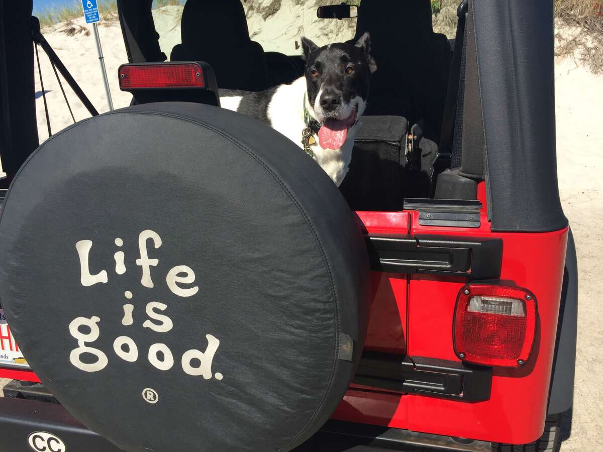 Video Dog thrown over fence at Tomball animal rescue shelter
