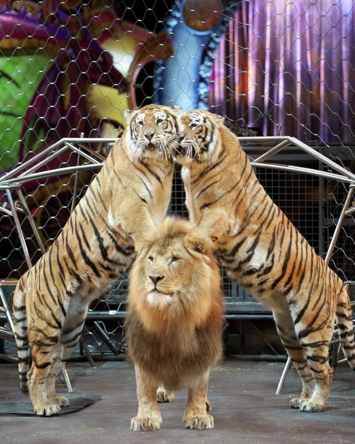 Alexander Lacey's big cats -- lion and tigers (Courtesy Ringling Bros. and Barnum & Bailey) ORG XMIT: MER2016101112565891
