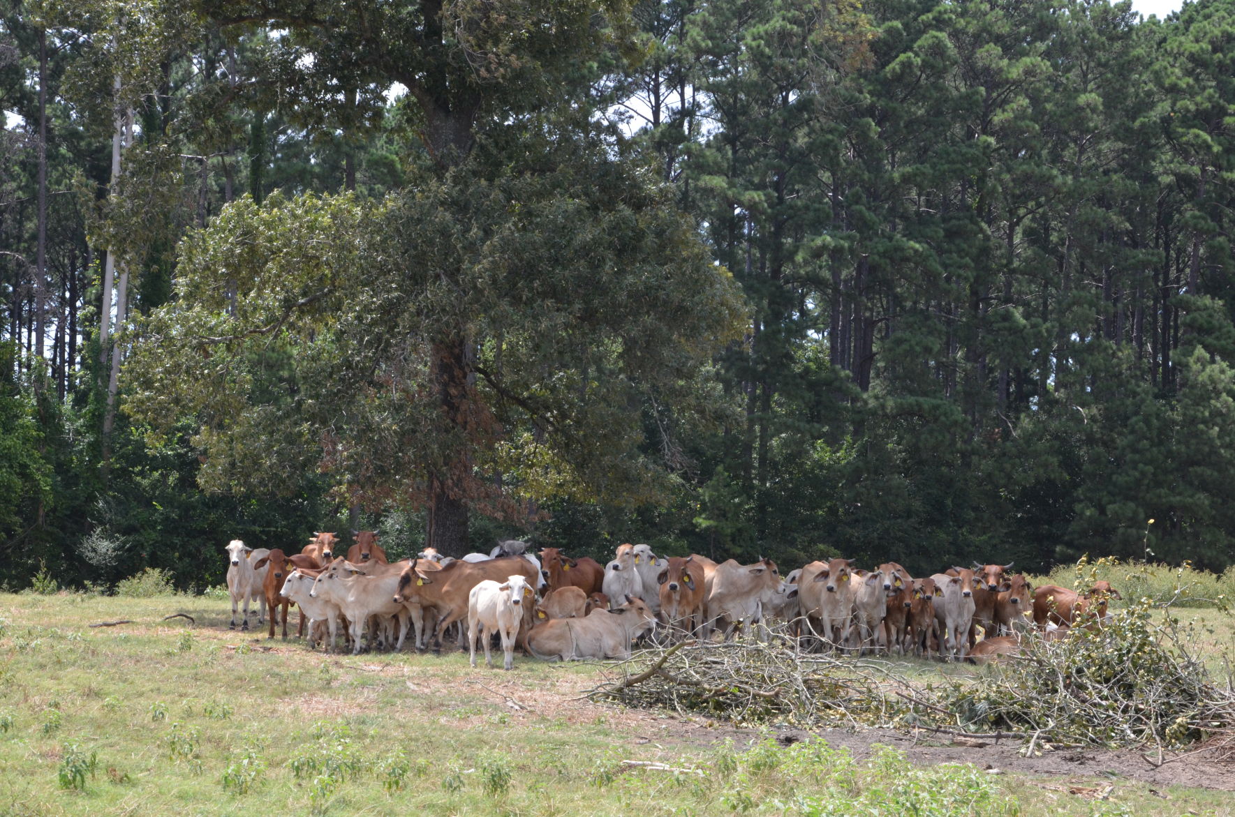 Texas livestock producers feeling the heat