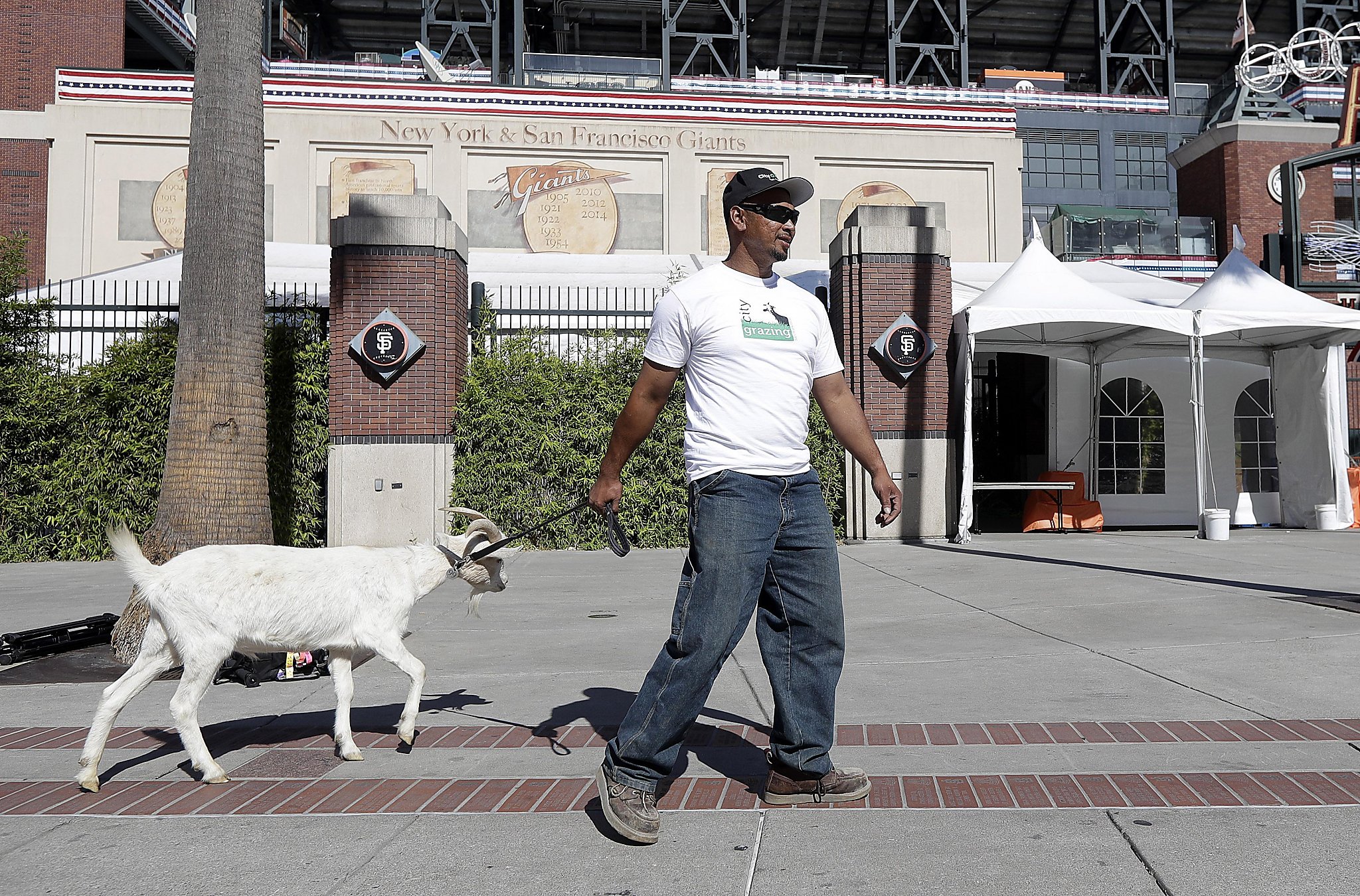 PHOTOS: San Francisco Giants fan photos 2016 - ABC7 San Francisco