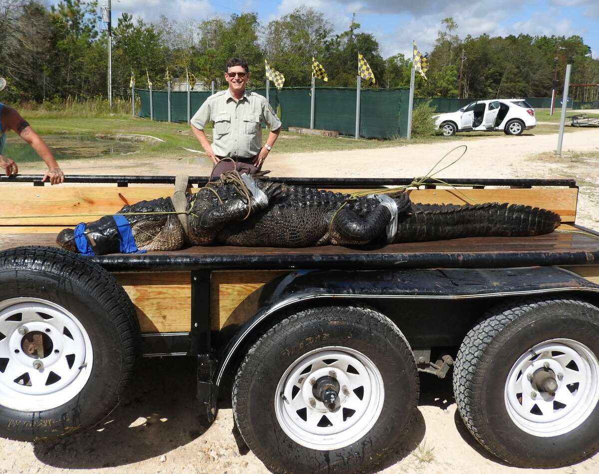 A pair of alligator hunters from Beaumont are already getting congratulations from across the country for their catch, a 13-foot, 8-inch beast that could be the biggest ever captured live in Texas. And, they're going to let Facebook users vote on a name.