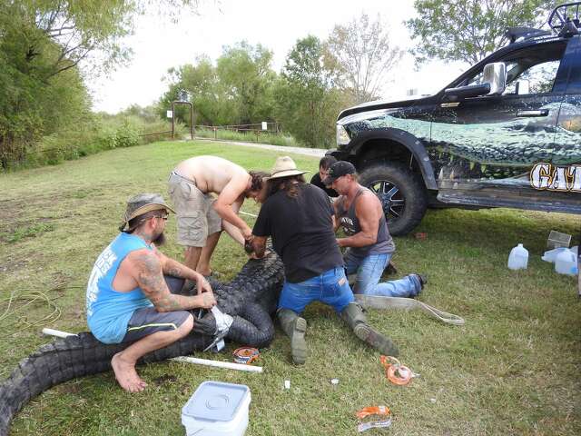 Dayton Gator Could Be Biggest Ever Captured In Texas