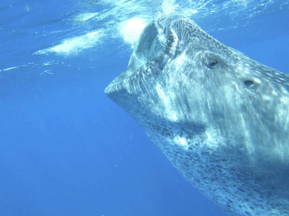 A whale shark seen by Chris McGee, a sixth-grade math teacher at Nathan Hale Middle School, during his two-week trip to Grand Cayman and Mexico to study lionfish and learn about conservation.
