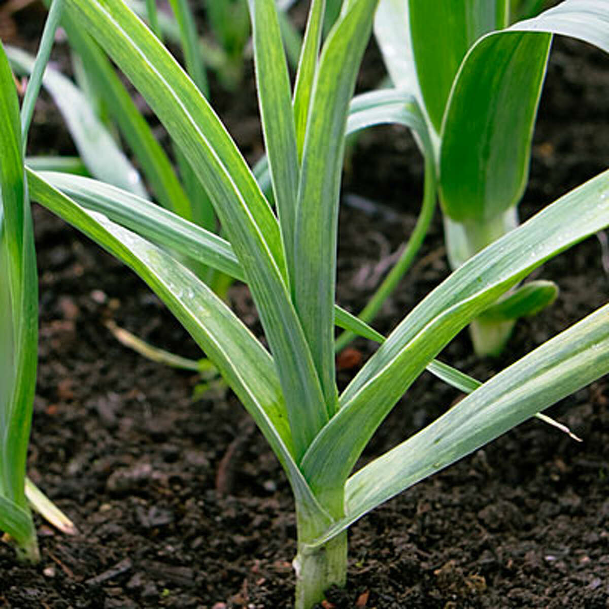 Plant a coolseason vegetable garden