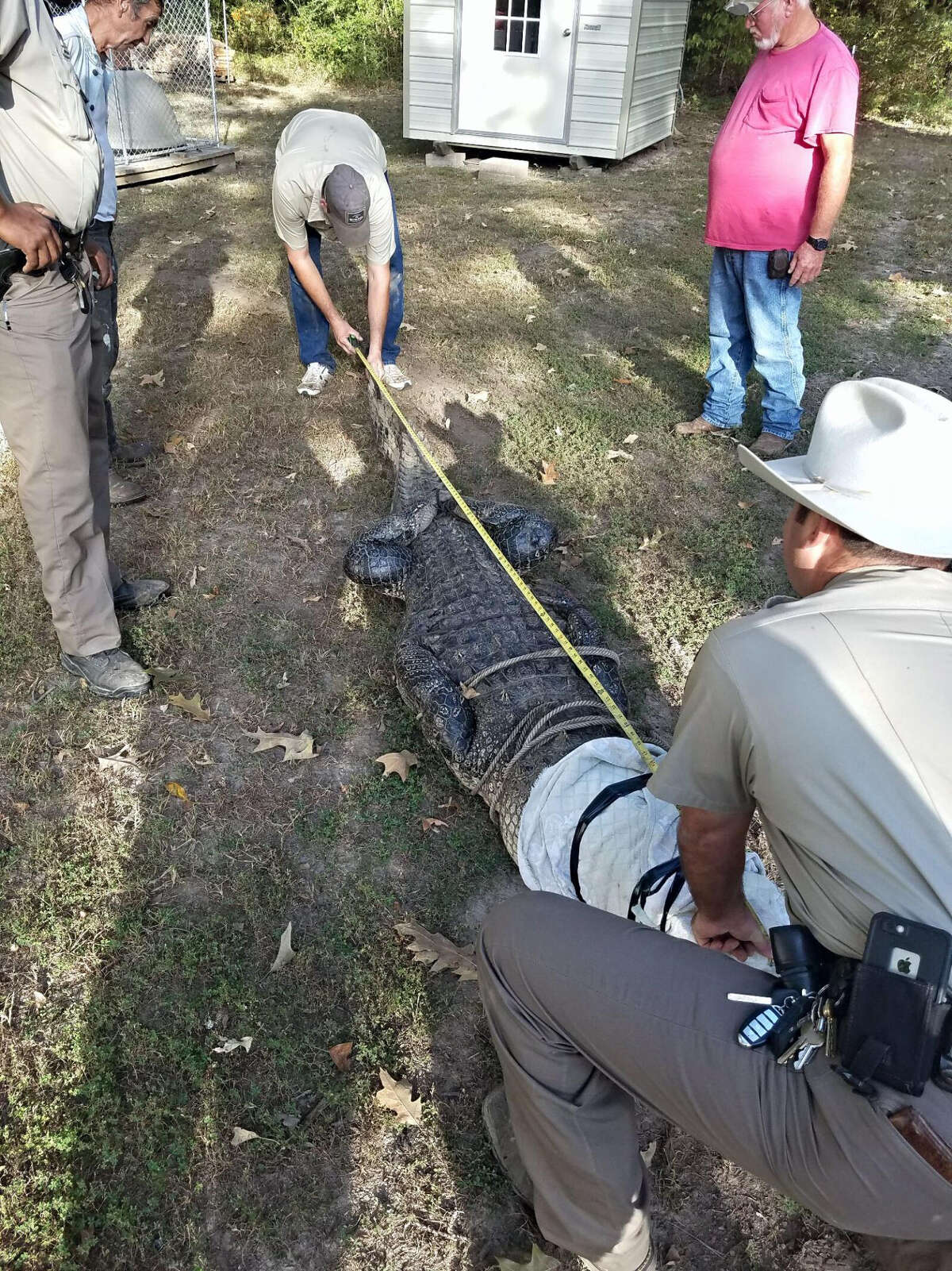 A tape measure is used to determine the length of an alligator found under a travel trailer in the Holiday Villages subdivision on Thursday, Oct. 13. It measured in at 11 feet.