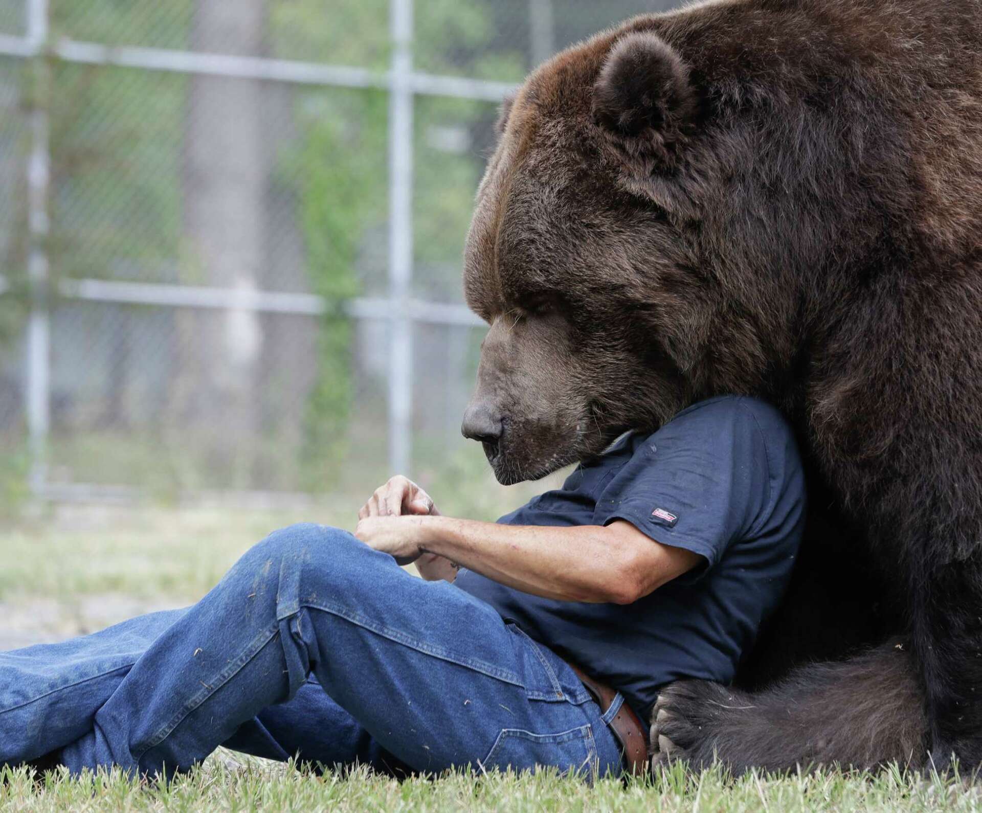 Big bear hugs attract social media attention