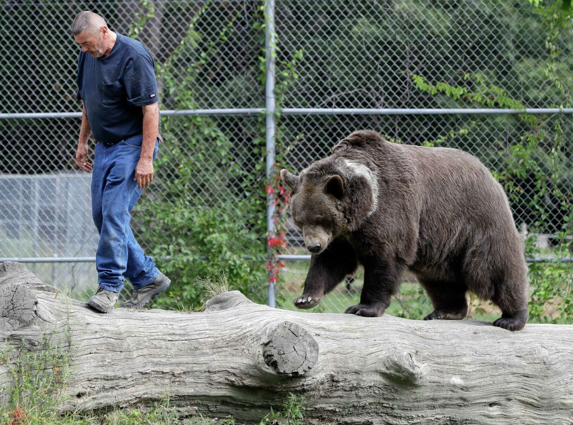 Big bear hugs attract social media attention