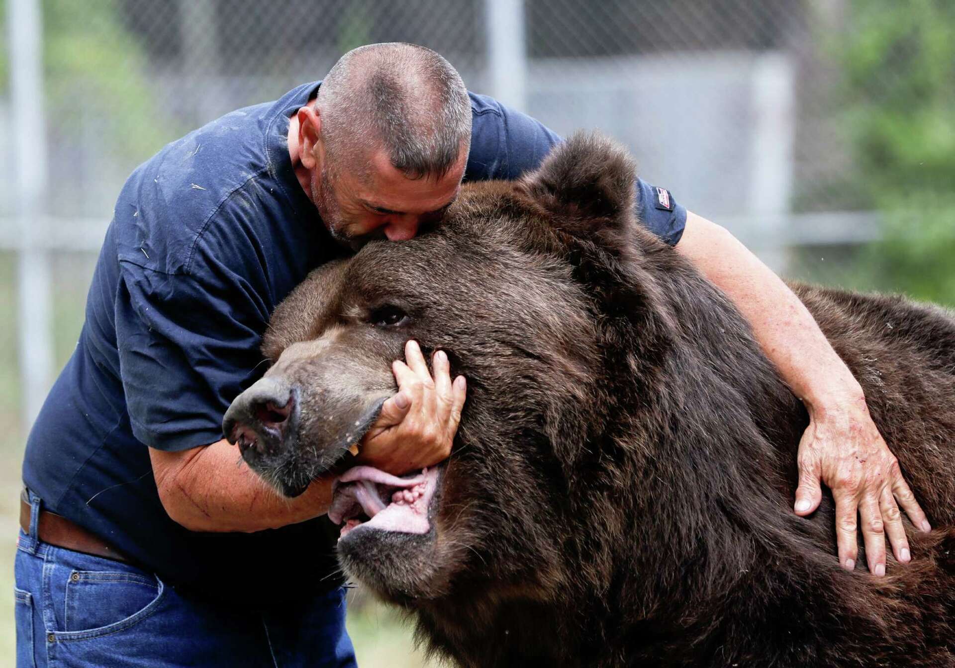 Big bear hugs attract social media attention