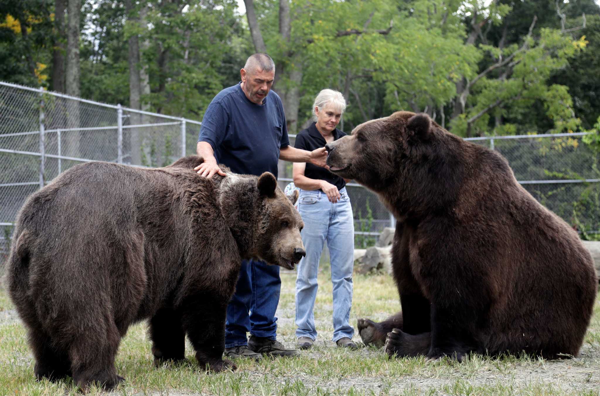 Big bear hugs attract social media attention