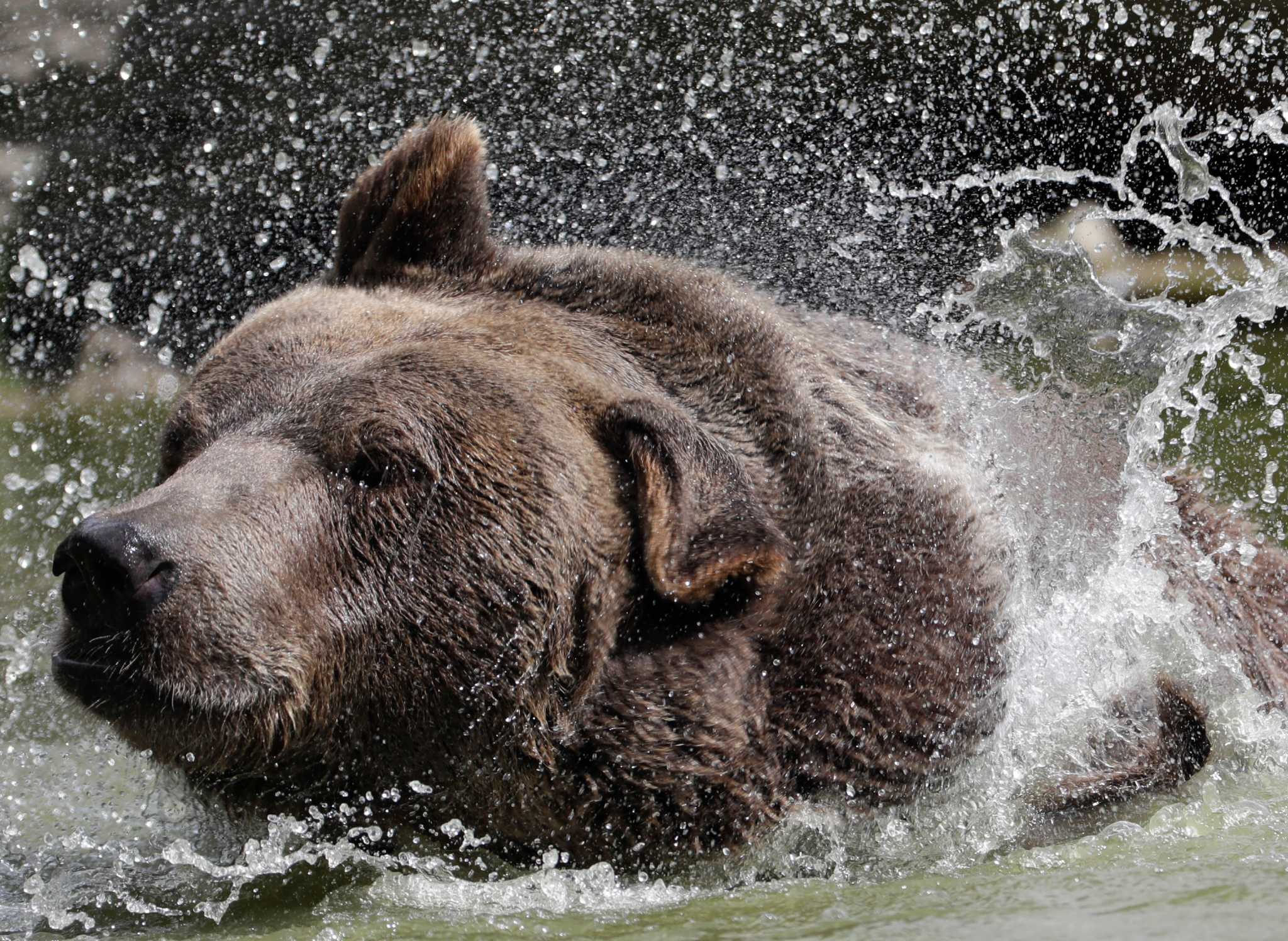 Big bear hugs attract social media attention