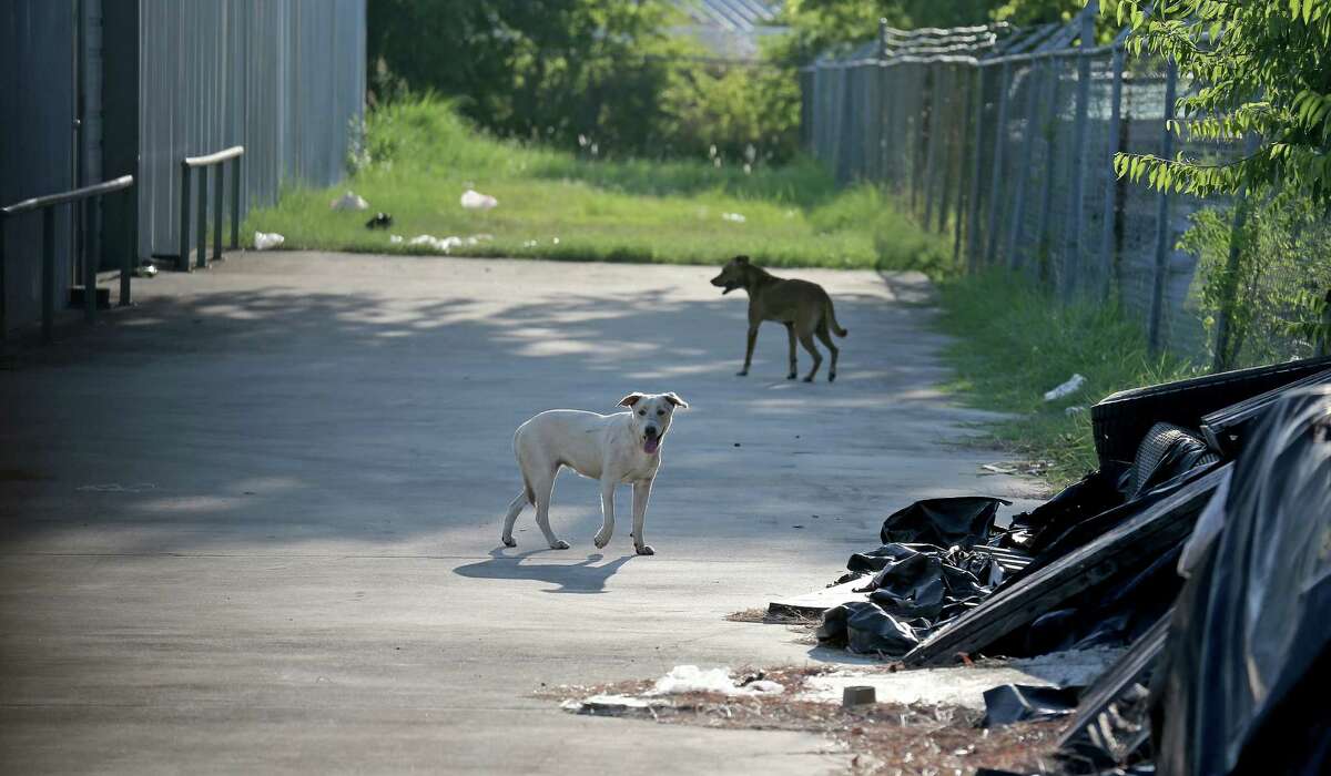 Experts reveal the life of stray dogs on the streets of San Antonio