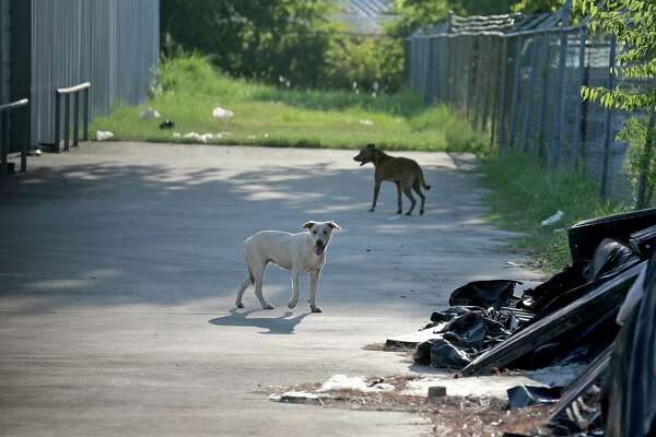 the dogs in the street