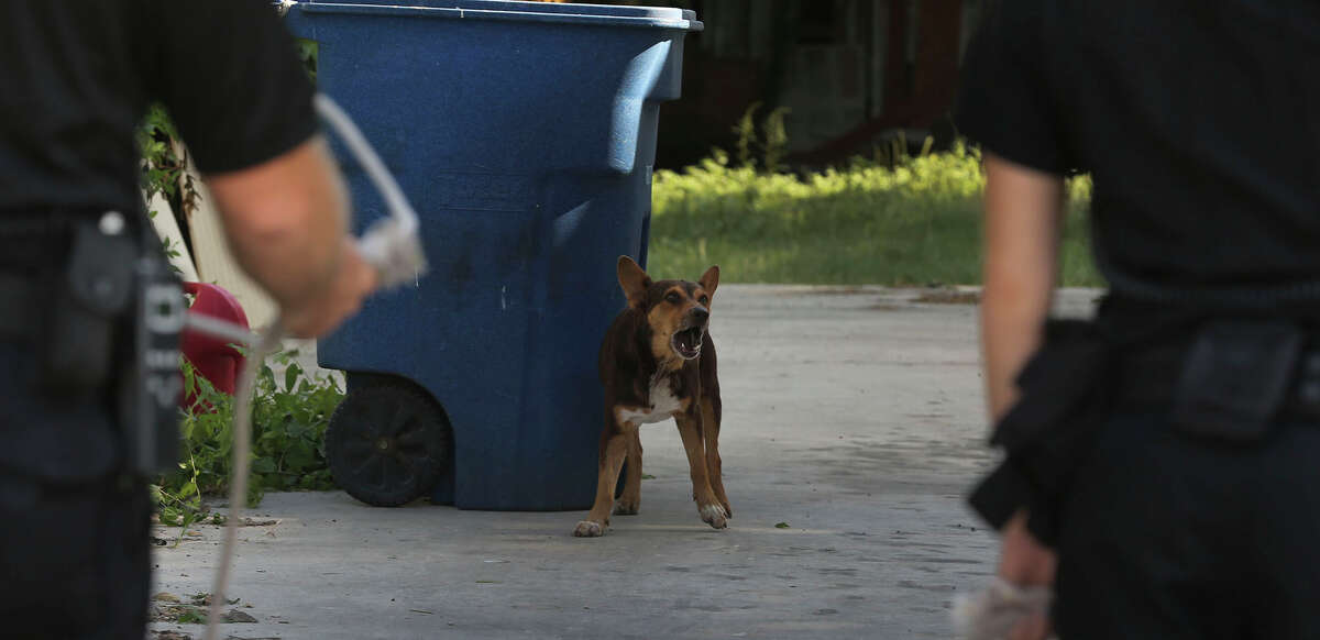The life of stray dogs on the streets of San Antonio explored