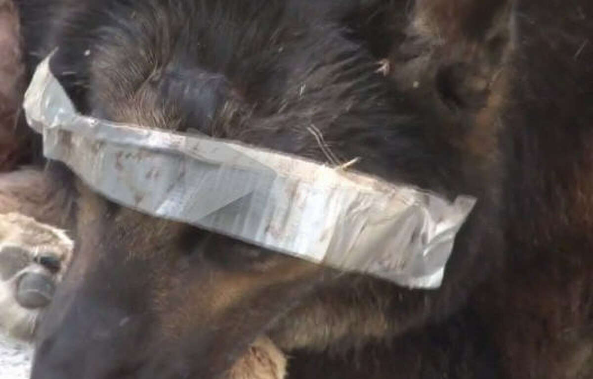 dog duct tape muzzle