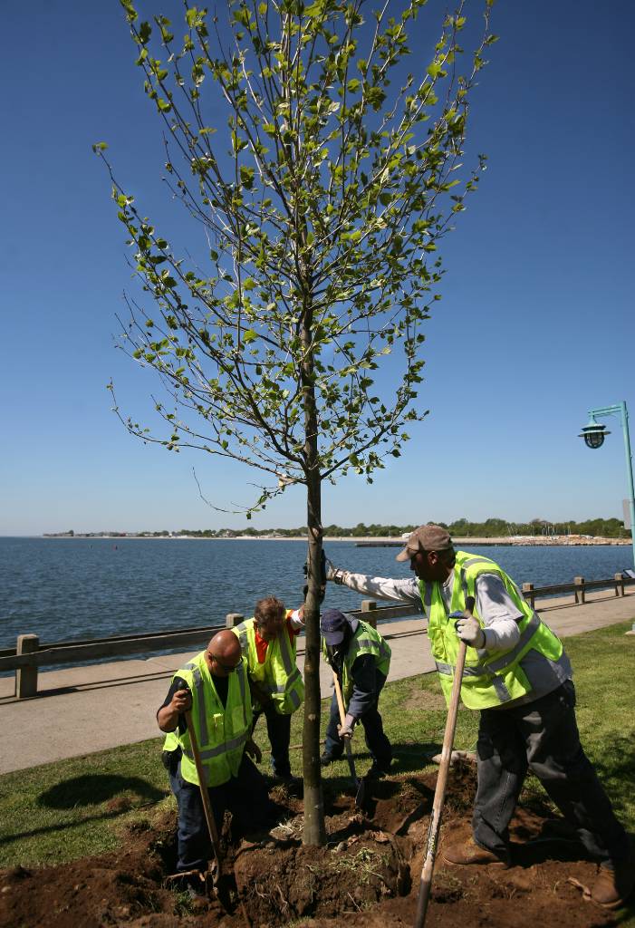 Tree replacement effort begins at St. Mary's by the Sea