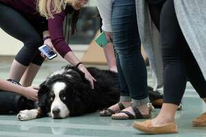 Photos: Dogs take stress out of midterms