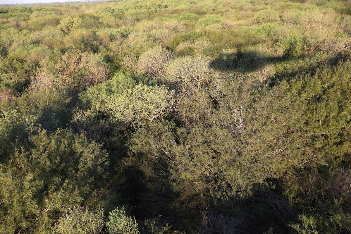 U.S. Customs and Border Protection agents fly near the U.S.-Mexico border while a helicopter patrol on October 18, 2016 near McAllen, Texas. U.S. Air and Marine Operations agents fly over border areas, coordinating with Border Patrol agents on the ground to stop undocumented immigrants and drug smugglers from entering the U.S. Immigration and border security have become major issues in the American Presidential campaign. (Photo by John Moore/Getty Images)