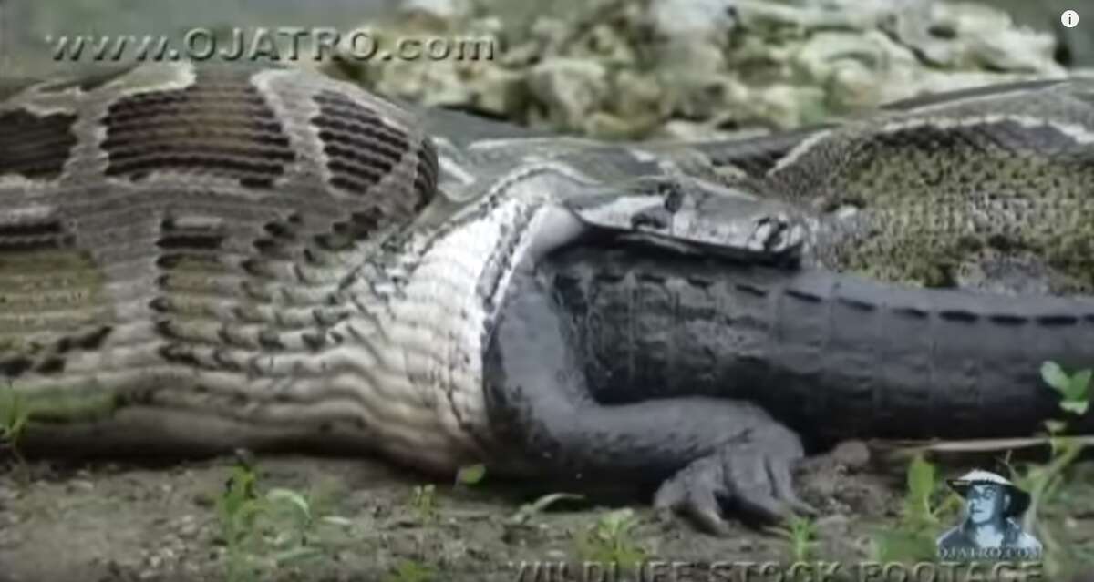 Wildlife videographer Heiko Kiera captures the moment a python eats an alligator in a Dec. 14, 2011 YouTube video.