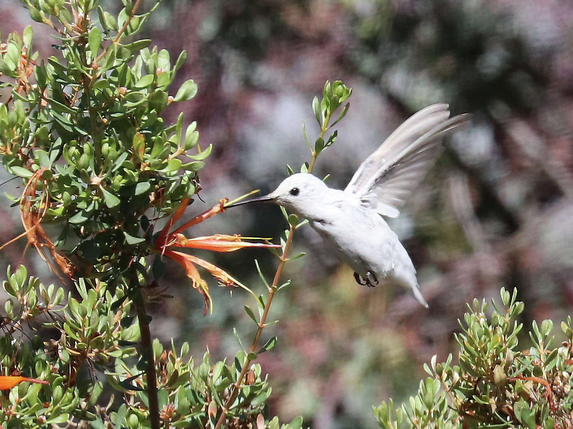 People are flocking to the UC Santa Cruz Arboretum to see a rare