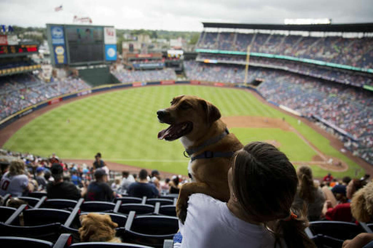Liz Loncher sits with her dog Zoe as they watch a baseball game between the Atlanta Braves and the Washington Nationals as part of the Bark in the Park event where fans bring their dogs to a game at Turner Field in Atlanta, Sunday, Sept. 18, 2016. (AP Photo/David Goldman)