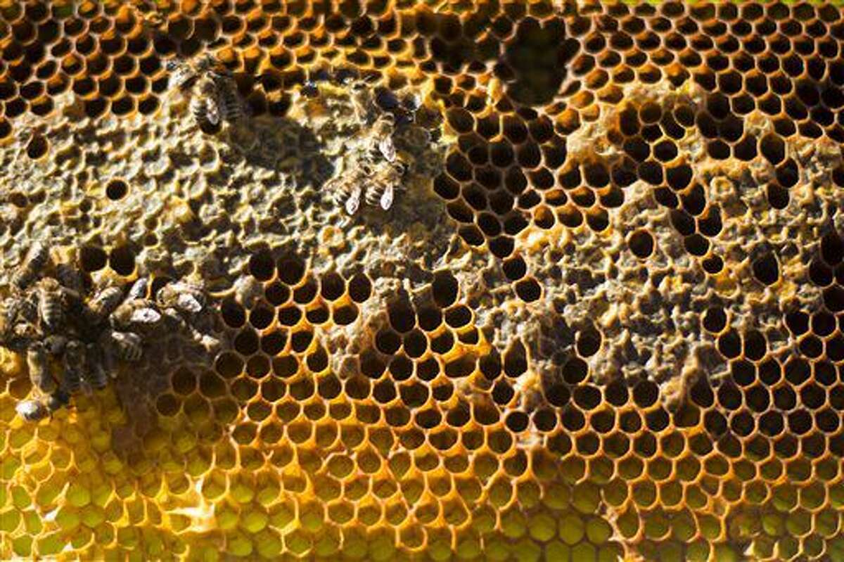In this Sept. 10, 2016 photo, worker bees tend to a frame of waxen honeycomb at a farm in Napavine, Wash. Beekeepers grapple with the mystery of colony collapse disorder, the scourge of mites, the constant threat of predators, and a slew of other problems that come with raising these insects. (Jordan Nailon/The Chronicle via AP)