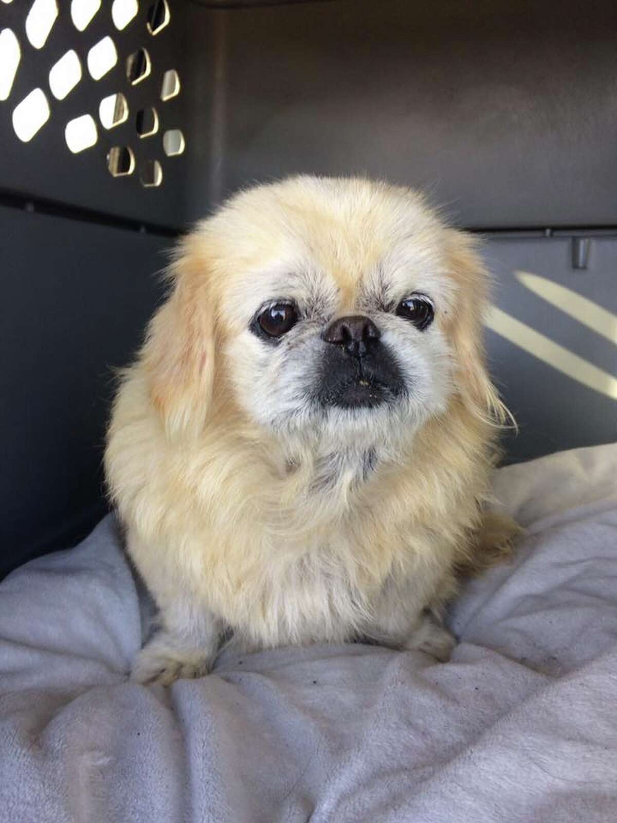 how old is ten years in dog years