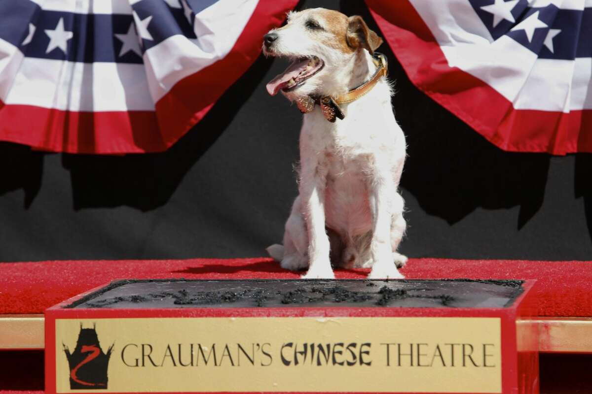 Canine star Uggie attends the pawprint ceremony for Uggie the dog at Grauman's Chinese Theatre on Monday June 25, 2012, in Los Angeles. Uggie, star of the Oscar-winning film "The Artist," became the first dog to cement his paws outside of Grauman's Chinese Theatre. (Photo by Joe Kohen/Invision/AP)