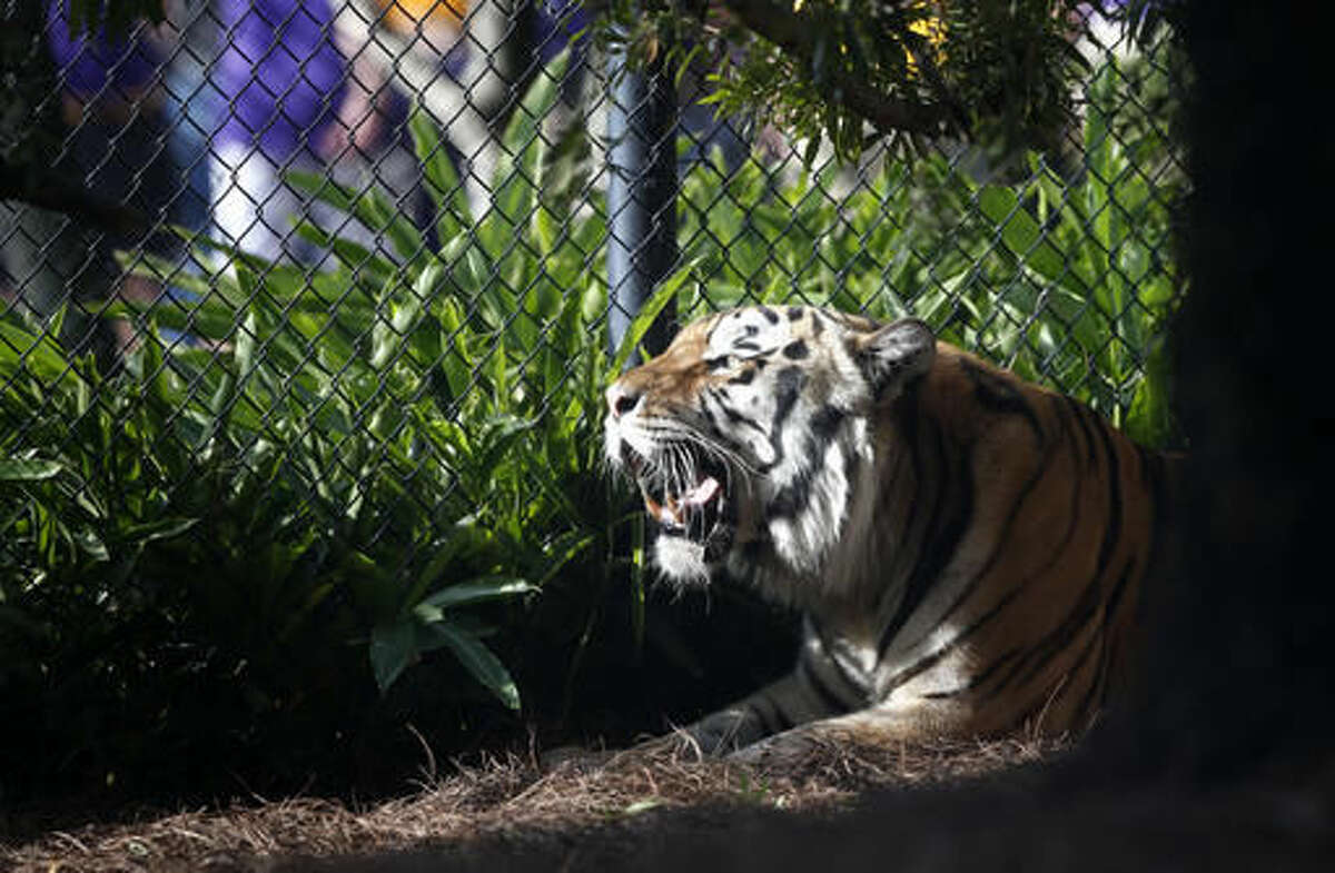 FILE - In this Oct. 17, 2015, file photo, Mike VI, LSU's tiger mascot, rests in his habitat before an NCAA college football game Between LSU and Florida in Baton Rouge, La. Diagnosed with cancer, LSU's live tiger mascot, Mike VI, won't take the field during home football games this season but will remain in his habitat instead. The university, in a news release Tuesday, Sept. 6, 2016, said no attempt will be made to load him into his trailer. (AP Photo/Gerald Herbert, File)