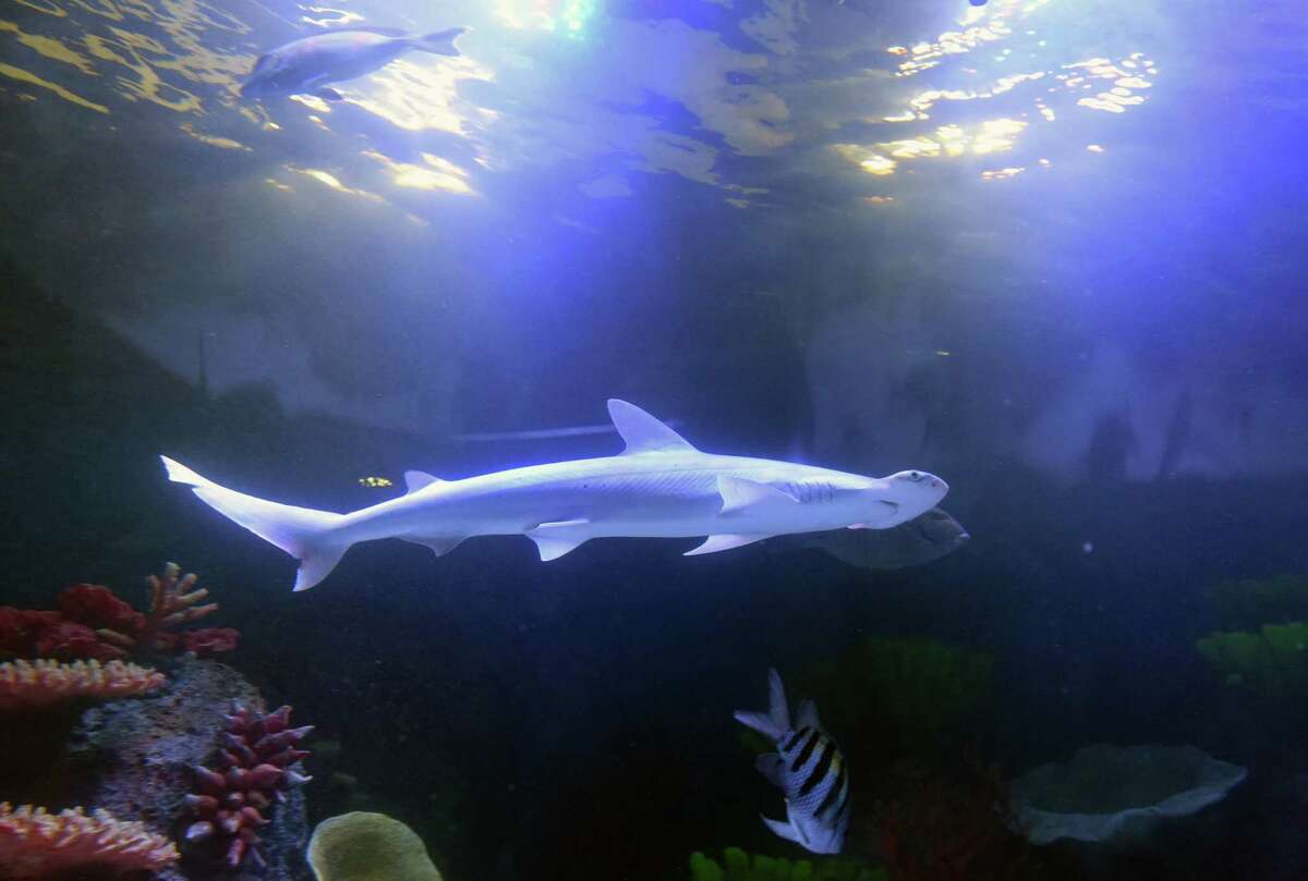 Rotterdam aquarium opens Saturday