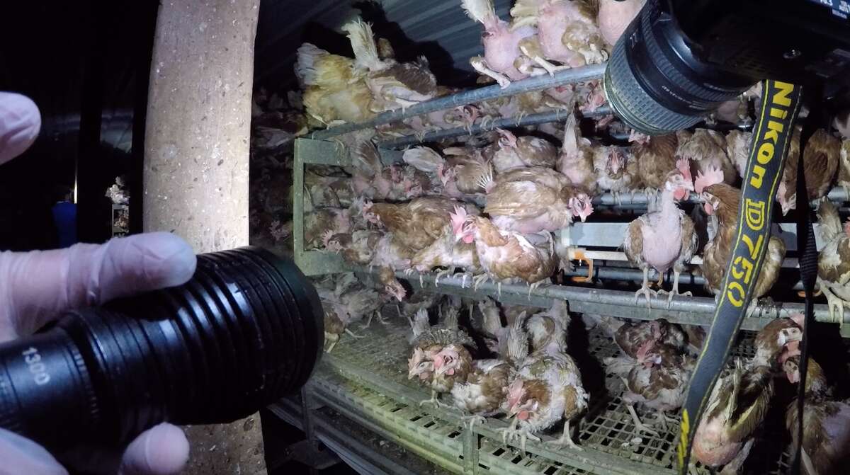 Graphic video shows conditions in 'cagefree' Costco egg farm