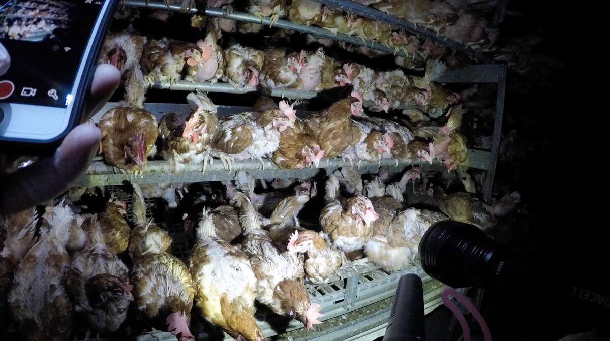 Graphic video shows conditions in 'cagefree' Costco egg farm