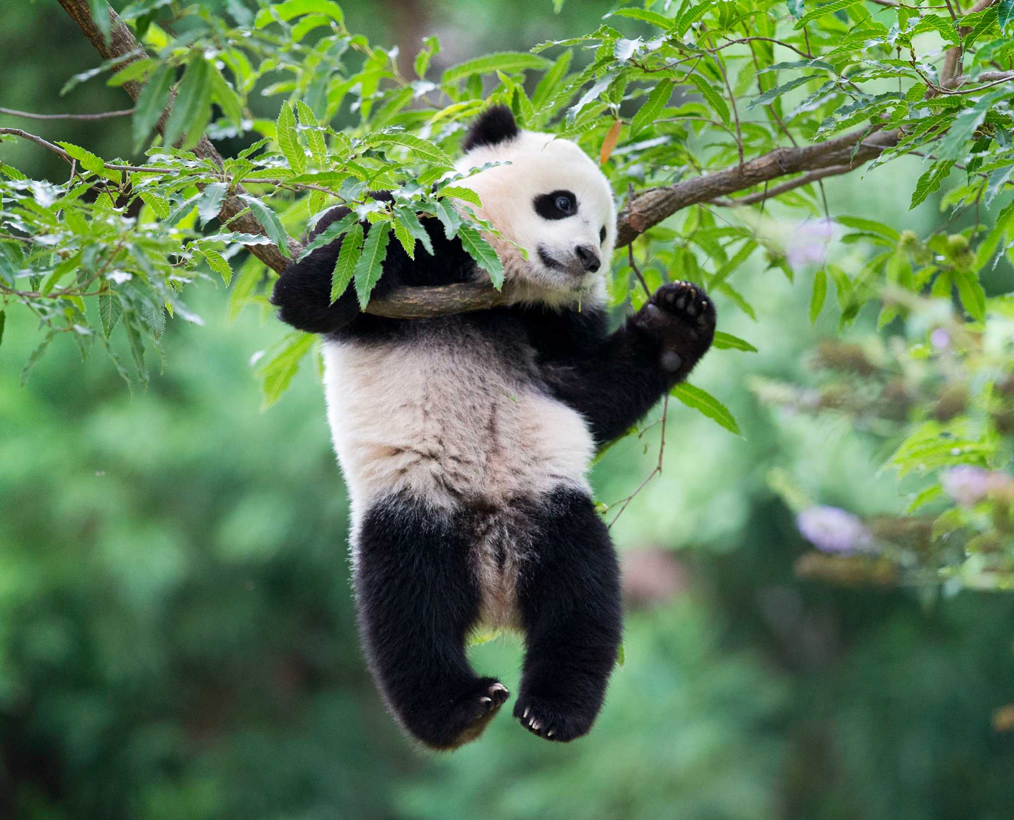 America's first giant panda twins prepare to move to China