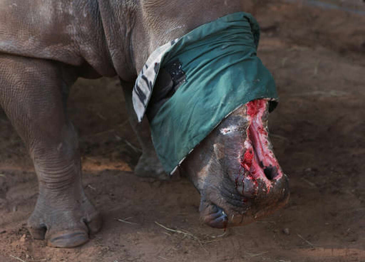 FILE -- In this file photo taken Friday May 20, 2016 Hope, the rhino, walks in her pen during a break in surgery in her pen in Bela Bela, South Africa after surgery to repair her injuries inflicted by poachers a year ago. Eager to stop wildlife poaching, some in Africa are taking the drastic steps to de-horn rhinos before the illegal hunters do. (AP Photo/Denis Farrell-File)