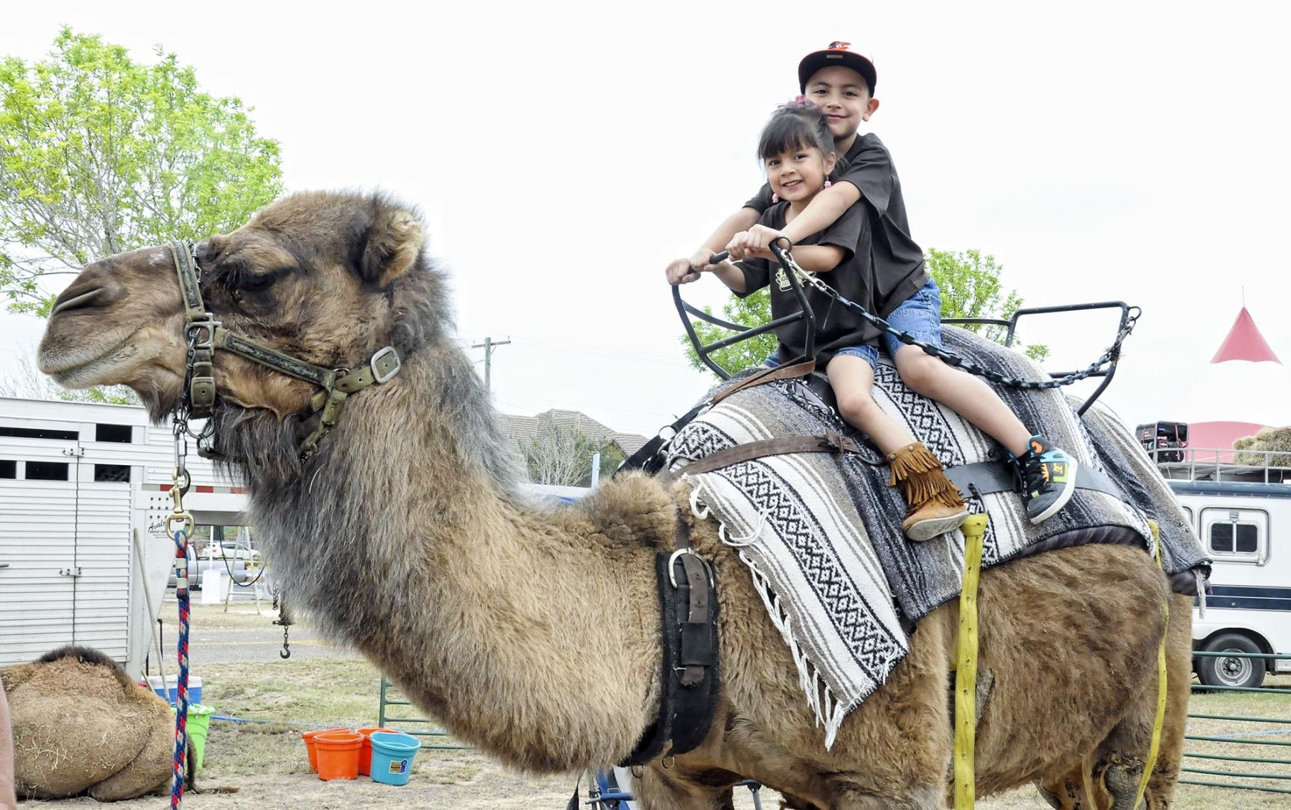 zapata county fair wildart