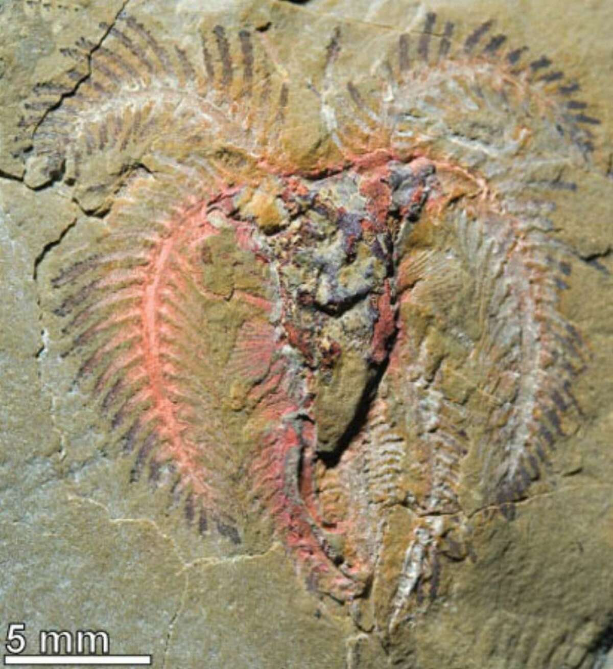 Fossil sheds light on life 480M years ago