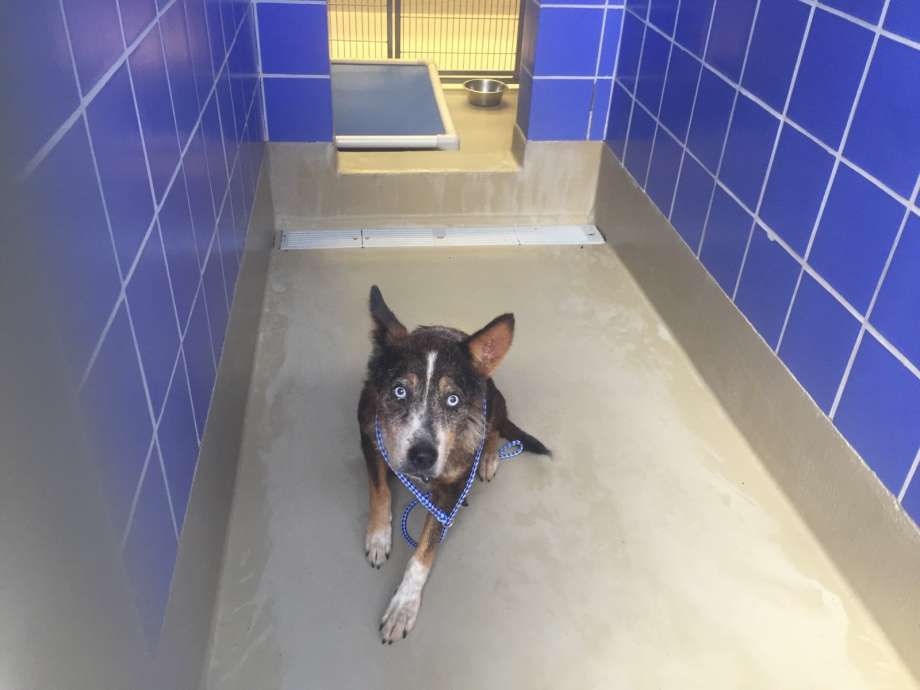 Sheriff: Woman mauled to death by pack of dogs in Austin