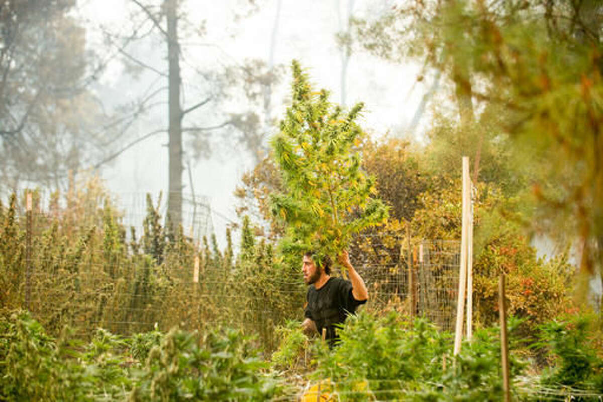 Anthony Lopez harvests marijuana plants as the Loma fire burns around his home near Morgan Hill, Calif., on Tuesday, Sept. 27, 2016. (AP Photo/Noah Berger)