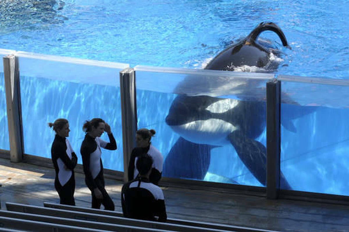 FILE - In this Monday, March 7, 2011, file photo, killer whale Tilikum, right, watches as SeaWorld Orlando trainers take a break during a training session at the theme park's Shamu Stadium in Orlando, Fla. Troubled theme park operator SeaWorld says it will soon stop paying its shareholders a quarterly dividend. It will pay its last dividend on Oct. 7, 2016, and the amount it pays will be cut 52 percent to 10 cents from 21 cents in the previous quarter. (AP Photo/Phelan M. Ebenhack, File)