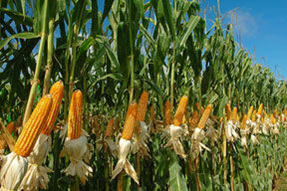 New technologies are enabling the production of more ethanol from the same kernel of corn.