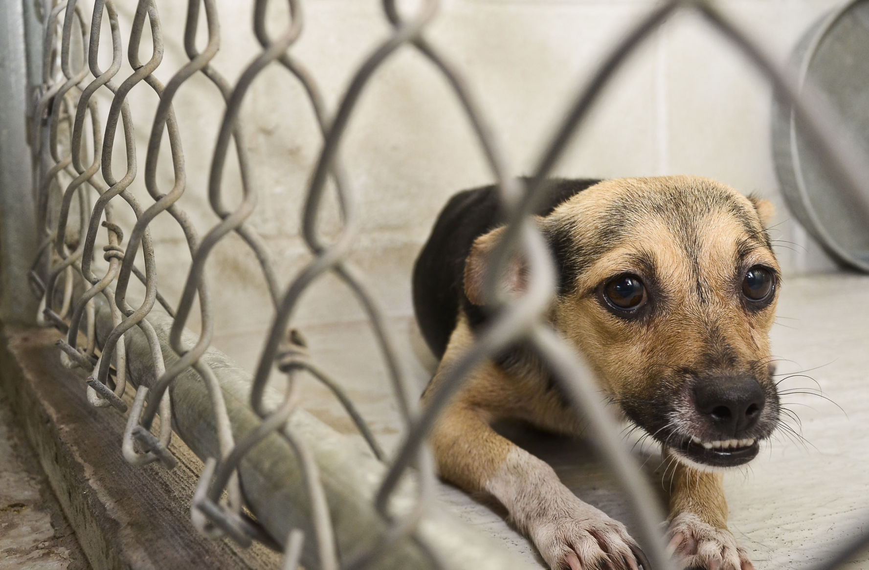 USDA removes animal welfare reports from its website