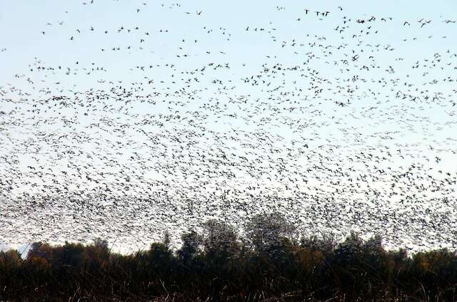 Waterfowl fill sky in winter spectacle