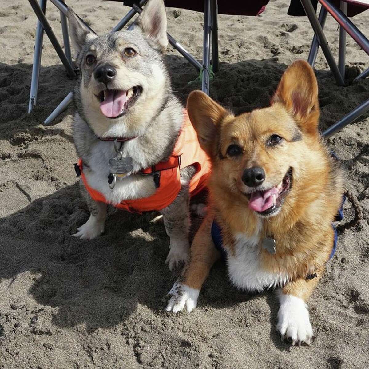 Corgi Con takes over San Francisco's Ocean Beach