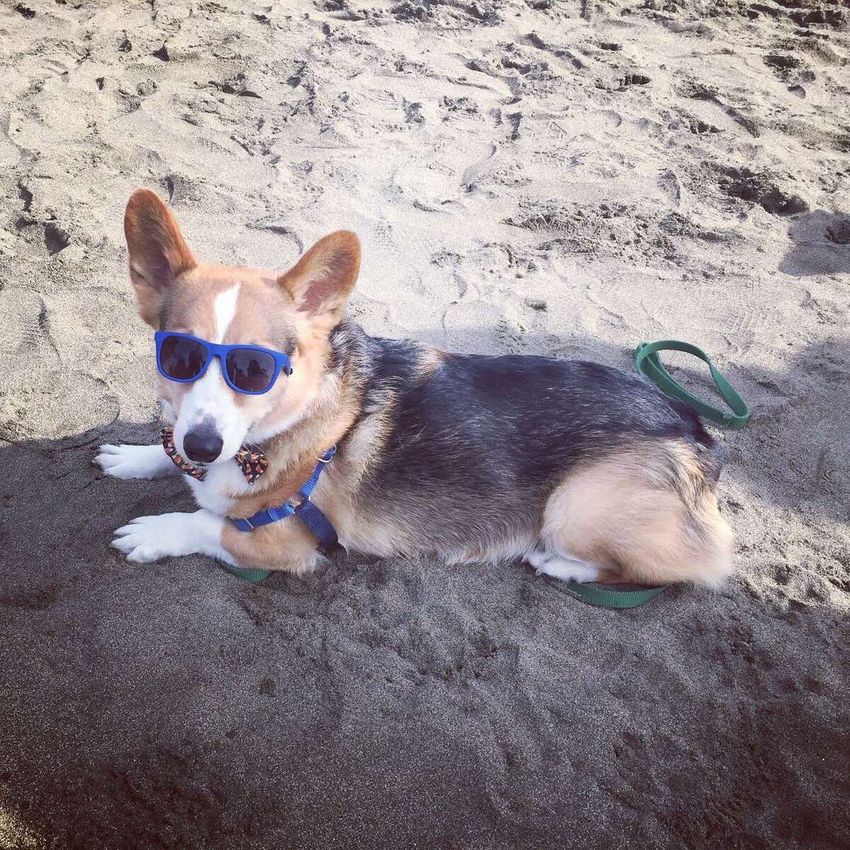 Corgi Con takes over San Francisco's Ocean Beach