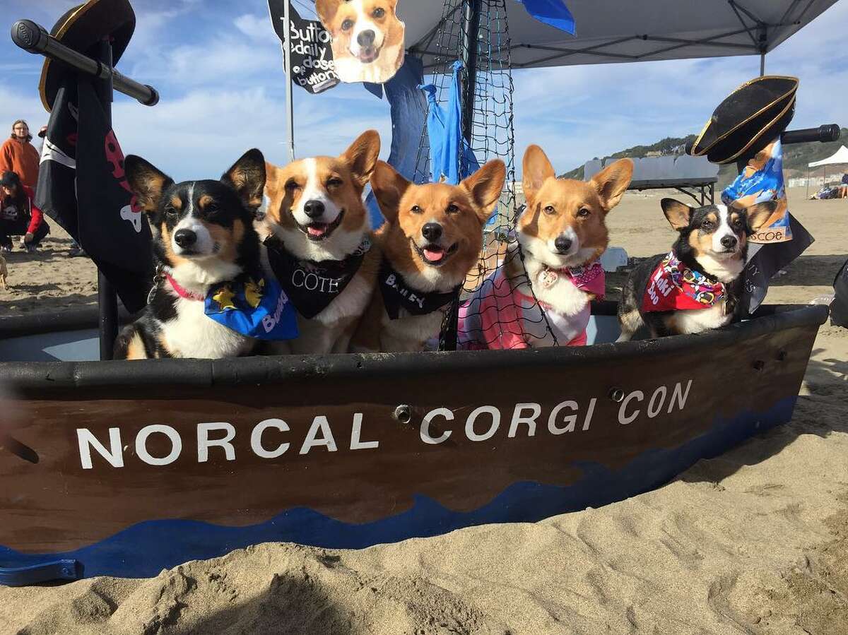 Corgis test out the "waters" while aboard the Norcal Corgi Con boat.