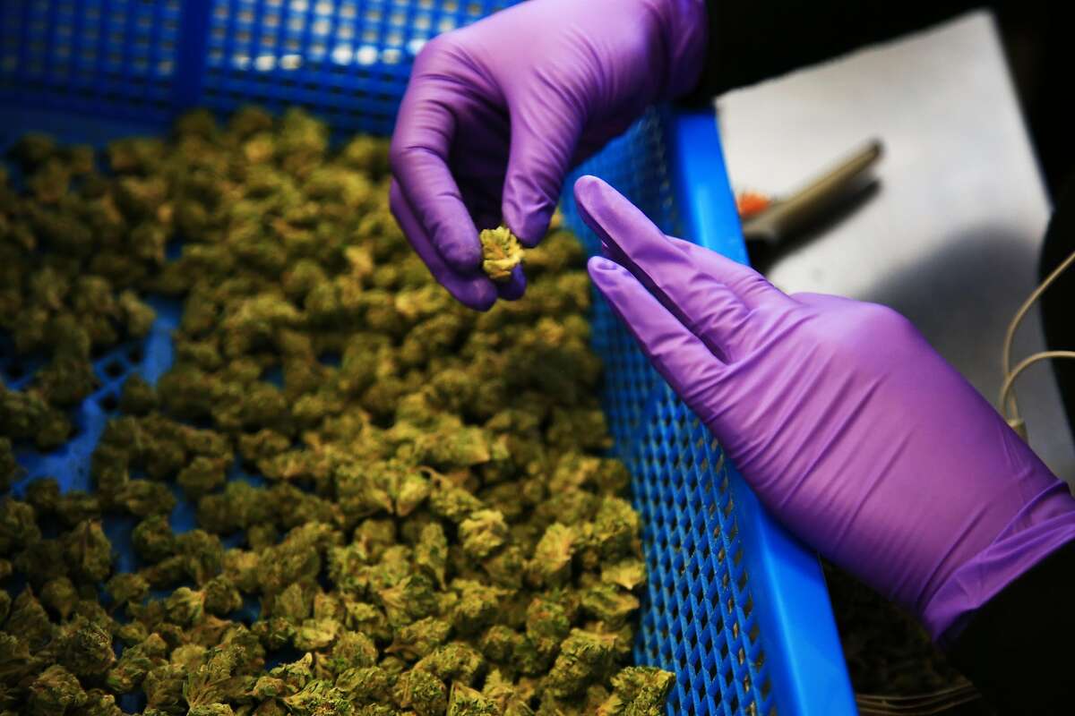 Marijuana is sorted at Harborside, a medical marijuana dispensary in Oakland, Calif., Oct. 17, 2016. Opinion polls are showing five states, including California and Massachusetts, may vote to legalize recreational marijuana on Election Day. (Jim Wilson/The New York Times)