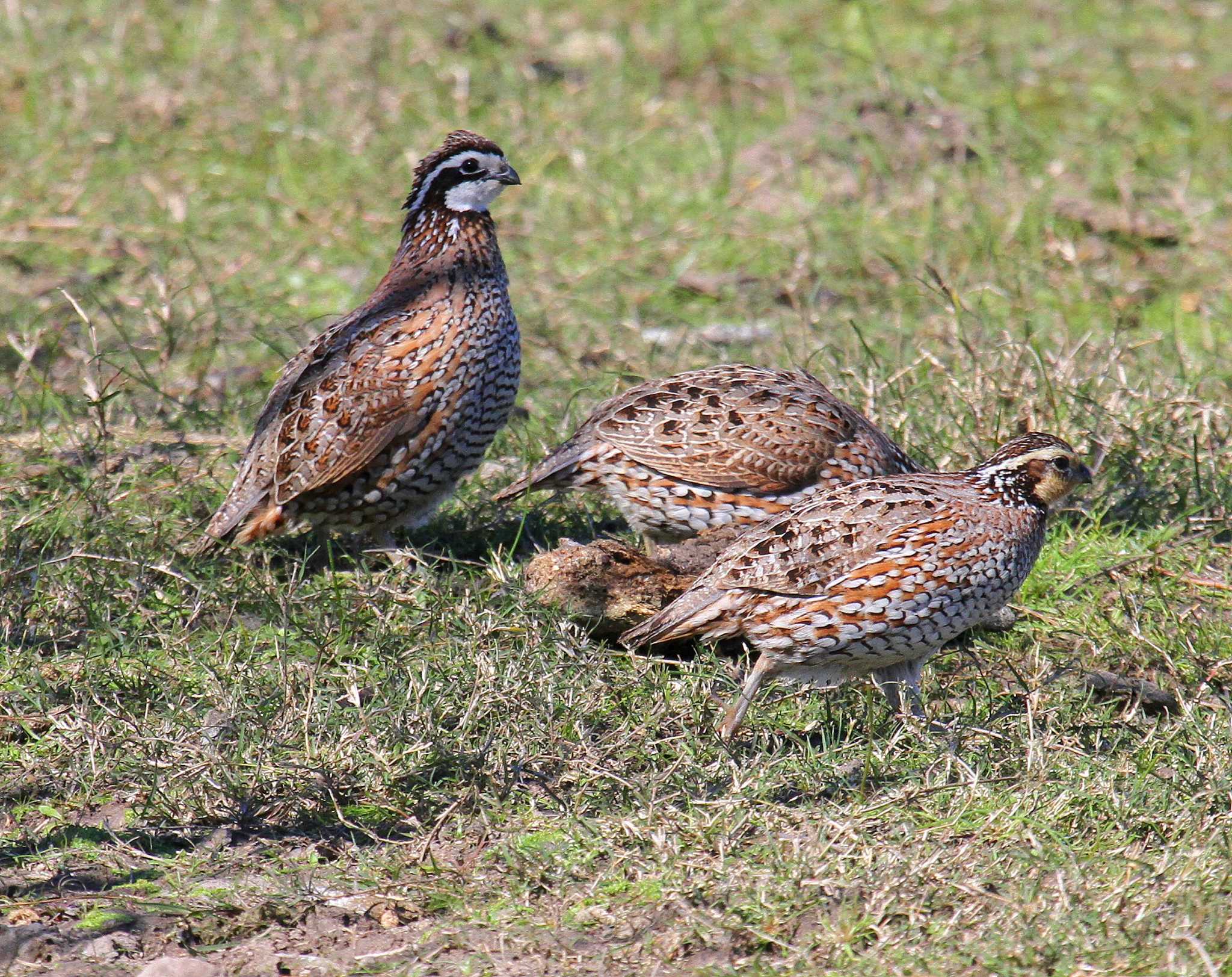 Texas' quail population drought is over