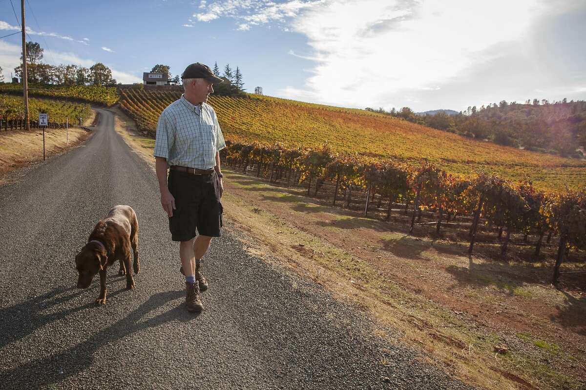 Gregory Graham walks along vineyards with his dog Reba, at his winery in Lower Lake.