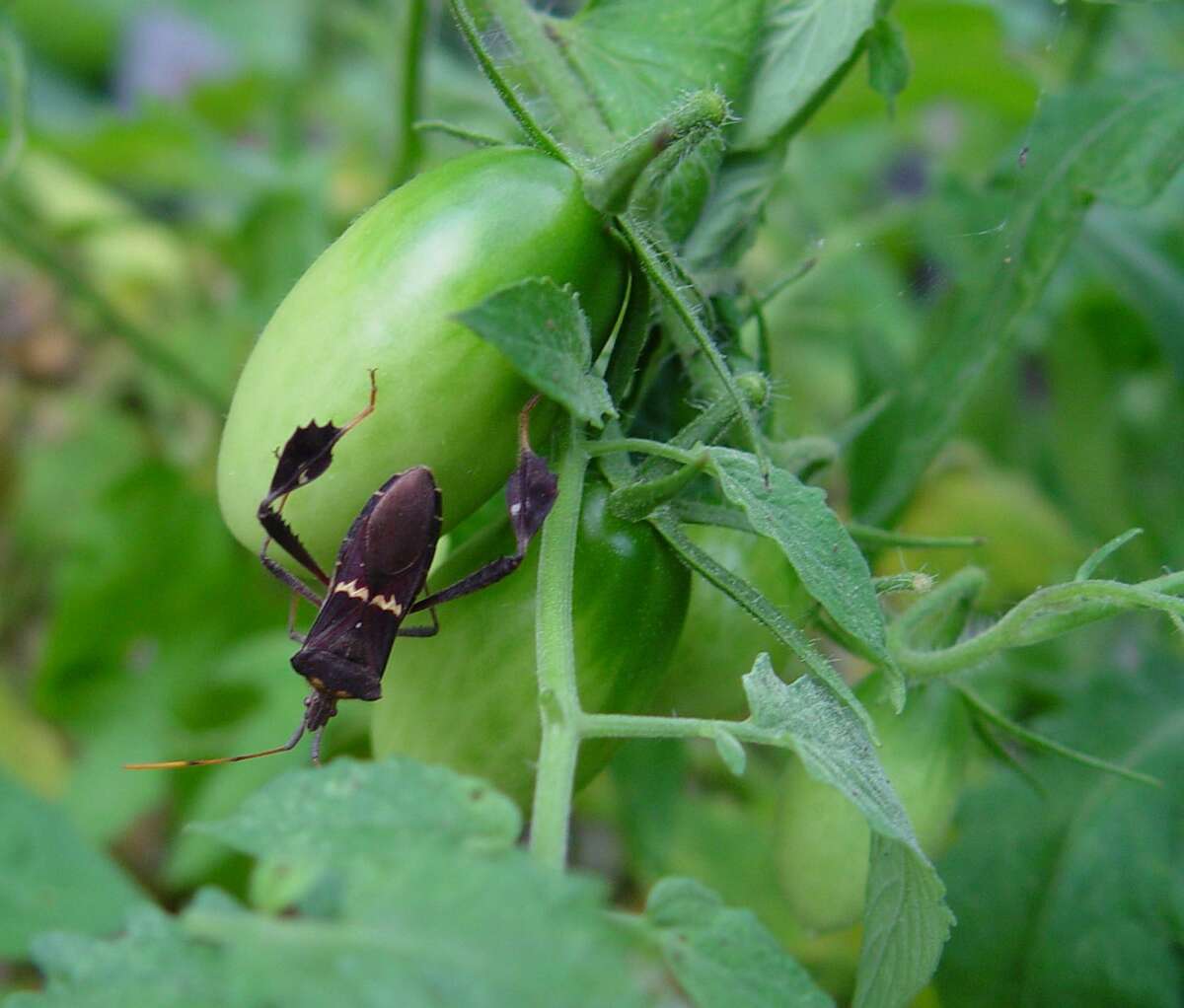 How To Stop The Bugs Eating Your Tomatoes Peaches